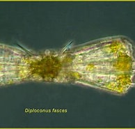 Afbeeldingsresultaten voor "diploconus Fasces". Grootte: 194 x 185. Bron: gallery.obs-vlfr.fr