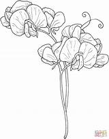 Drawing Drawings Peas Supercoloring Outline Disegni Ausmalbilder Flores Ervilhas Colorare Cheiro Pisello Odoroso Platterbse Duftende Colouring Sweetpea Sketches Sketching sketch template