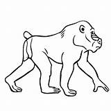 Mandrill Coloring Monkey Baboon Pages Outline Jungle Animals Color Tattoo Simple Online Walking Thecolor Designlooter Visit Gif Others African Tattooimages sketch template