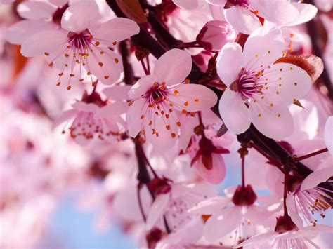 pink cherry blossom flowers photo  fanpop