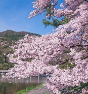 嵐山 桜 見ごろ に対する画像結果.サイズ: 174 x 185。ソース: caede-kyoto.com