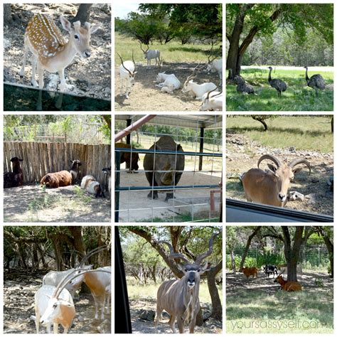 helpful tidbits   texas style safari  natural bridge wildlife ranch  sassy