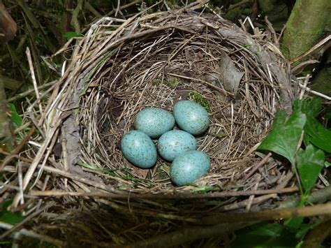 fileblackbird nest    jpg