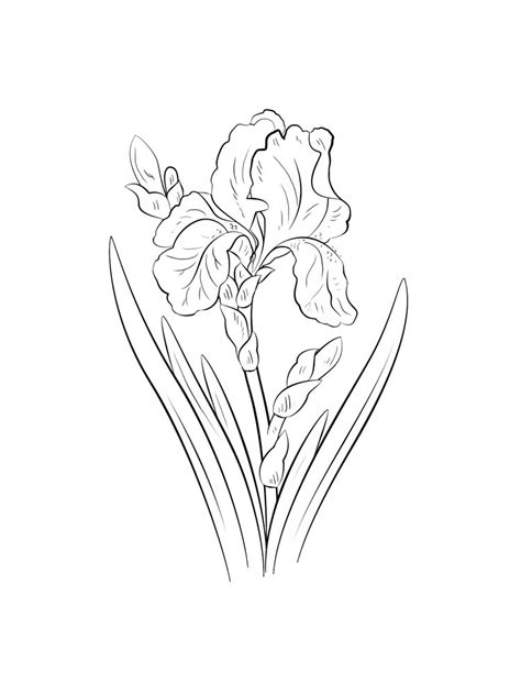 iris flower coloring page  flower site