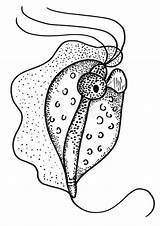 Parasite Trichomonas Protozoan Humain Umano Protozoo sketch template