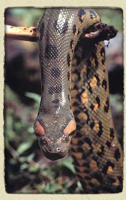 beauty  anaconda snake