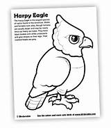 Caracara Harpy Designlooter Birdorable sketch template