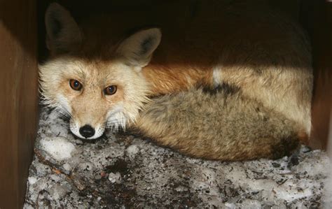 california scientists catch  elusive sierra nevada red fox