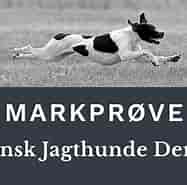 Billedresultat for World Dansk Fritid Husdyr Hunde racer Terriere. størrelse: 187 x 181. Kilde: www.pointerklub.dk