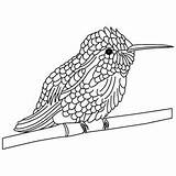 Hummingbird Cute Perched Stems Coloring Tree Color sketch template