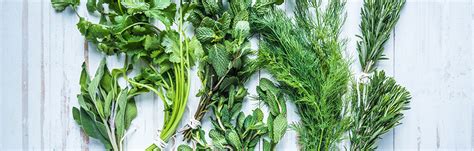 summer means fresh herbs metro