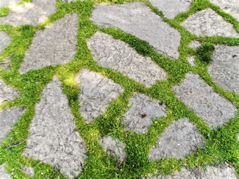 grow moss   pavers   thi hsg