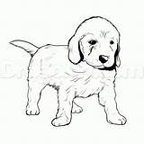 Golden Retriever Coloring Puppy Pages Drawing Dog Da Choose Board Colouring sketch template