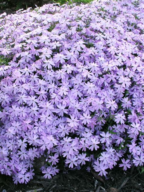 Phlox Blue Creeping Phlox Moss Pinks Flowers