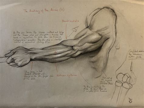 artstation  anatomy   arm