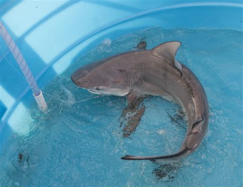 smithsonian insider smithsonian scientists become shark detectives to
