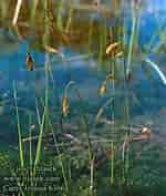 Image result for Carex_limosa. Size: 150 x 177. Source: hlasek.com