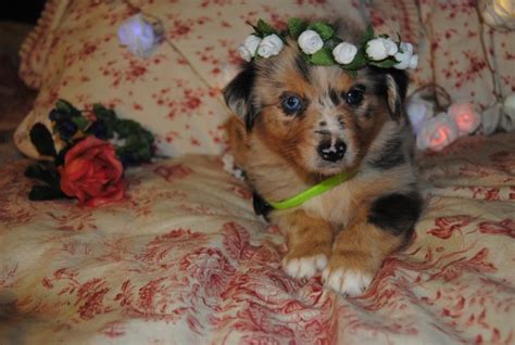 shamrock rose aussies welcome to shamrock rose aussies exciting news princess of the