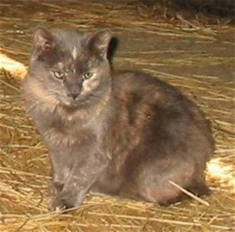 miniature cat breed information  pictures