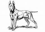 Terrier Hond Colorare Malvorlage Chien Ausmalbilder Pitbull Staffordshire Educol Grote Schoolplaten Große sketch template