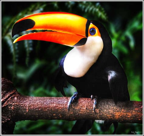 toucan flickr photo sharing