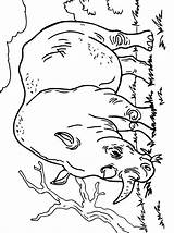 Neushoorn Rhinoceros Nashorn Kleurplaat Kleurplaten Stemmen sketch template