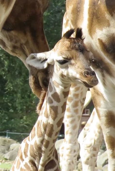 girafje geboren  safaripark de beekse bergen tilburg eo bdnl