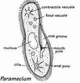Paramecium Amoeba Functions Passnownow Protists Membrane sketch template
