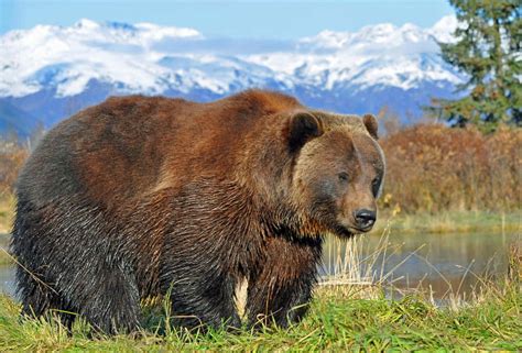 brown bear pictures    wallpaperscom