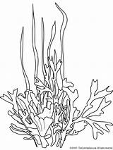 Seaweed Coloring Pages Ocean Sea Drawing Plants Printable Google Kleurplaat Colouring Template Coral Life Cartoon Zeewier Printables Search Color Underwater sketch template