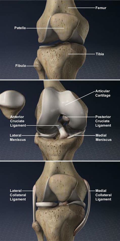 parts  human knee