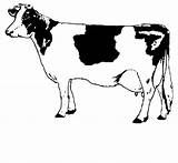 Printable Cows Coloring Pages Cliparts Clipart Coloringpagesfun Favorites Add sketch template