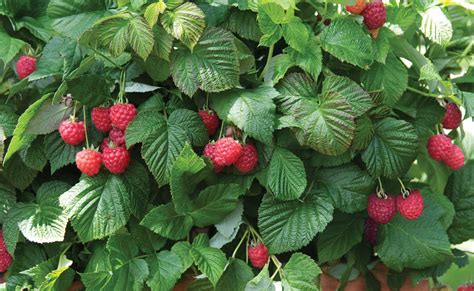 raspberry shortcake raspberry landscape design installation