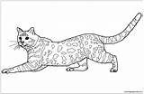 Cat Coloring Pages Savannah Color Bengal Printable Cats Tabby Spotted Brown sketch template