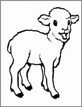 Coloring Pages Lamb Sheep Baby Animals Print Printable Kids Animal Color Colouring Farm Cute Template Cartoon Drawing Outline Clipart Children sketch template