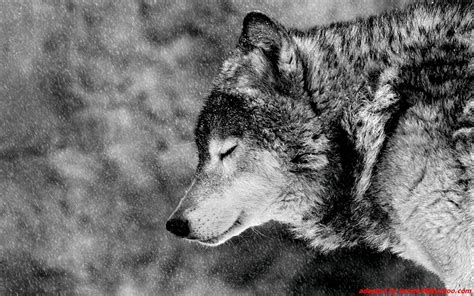 wolf wallpaper cool wolf wallpapers wallpaper cave