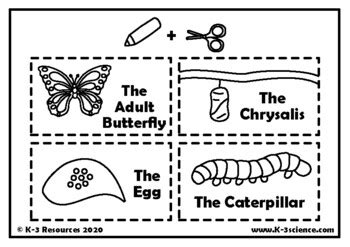butterfly life cycle cut paste    resources tpt