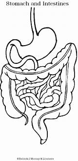 Digestive Humano Digestivo Esophagus Actividades Sistemas Aparato Boeddha Waarom Darmen Werkt Koffie Zo Je Corpo Esquema Preescolar Intestine Intestines Ciencias sketch template