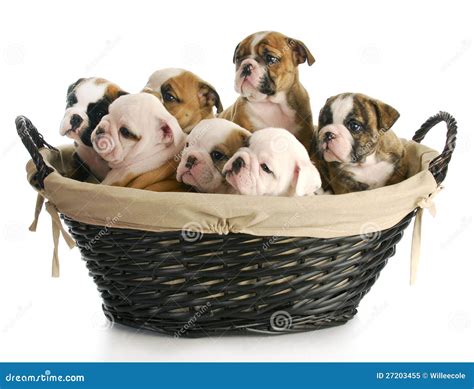 litter  puppies stock image image  purebred adorable