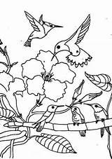 Hummingbird Hummingbirds Kidsplaycolor sketch template