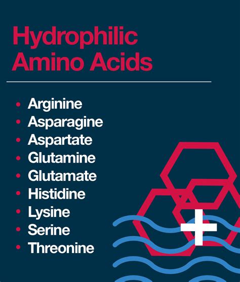 hydrophilic amino acids  amino company