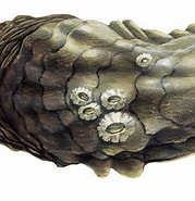 Afbeeldingsresultaten voor Japanse oester Klasse. Grootte: 179 x 185. Bron: www.goodfish.nl