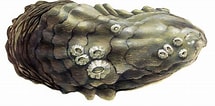 Afbeeldingsresultaten voor Japanse oester Anatomie. Grootte: 215 x 106. Bron: www.goodfish.nl