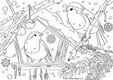 Colouring Robins Scene Pages Robin Christmas sketch template