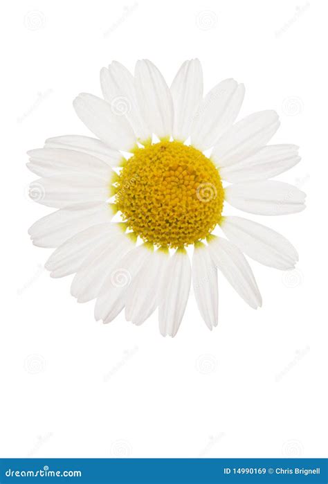 daisy cutout royalty  stock images image