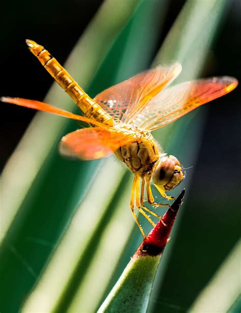 picture   colorful dragonfly insect  wild animals