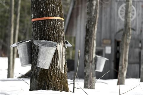 visit  real life sugar house   vermont maple syrup tours vacasa