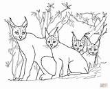 Caracal Kittens Kleurplaten Designlooter Supercoloring Voorbeeldsjabloon sketch template