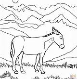 Asinello Mula Burros Asini Imprimir Donkey Burro Páginas sketch template