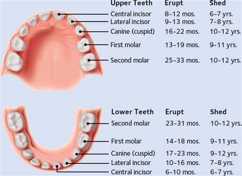 development primary teeth pocket dentistry